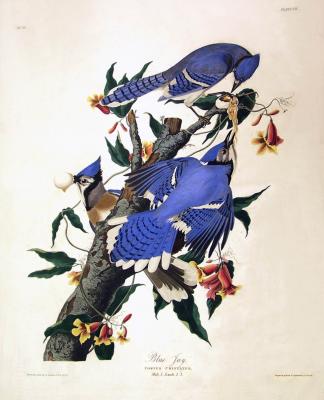 Blue Jay by John James Audubon