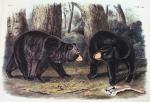 American Black Bear by John James Audubon