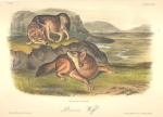 Prairie Fox by John James Audubon