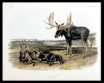 Moose by John James Audubon