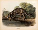Ocelot or Leopard-cat by John James Audubon