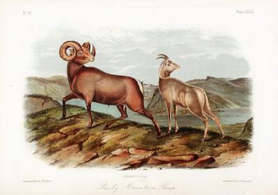 Rocky Mountain Sheep by John James Audubon