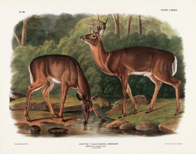 Common or Virginia Deer by John James Audubon