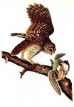 Barred Owl by John James Audubon
