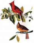 Northern Cardinal by John James Audubon