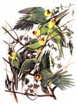 Carolina Parakeet by John James Audubon