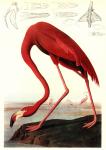 Greater Flamingo by John James Audubon