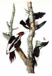 Ivory-Billed Woodpecker by John James Audubon