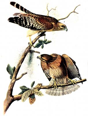 Red-Shouldered Hawk by John James Audubon