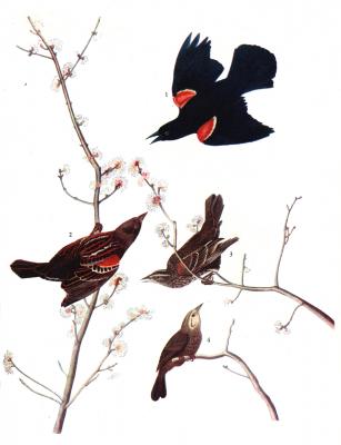 Red-Winged Blackbird by John James Audubon