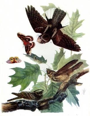 Whip-Poor-Will by John James Audubon