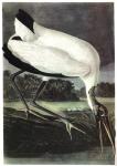 Wood Stork by John James Audubon