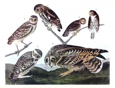 Burrowing Owl by John James Audubon