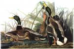 Mallard Duck by John James Audubon
