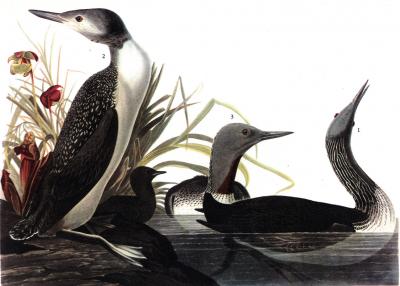 Red-Throated Loon by John James Audubon