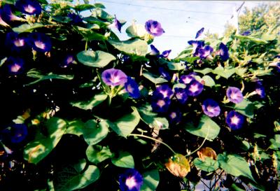 Flora: Purple Mornings